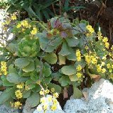 Aeonium glutinosum (Madeira) (unrooted cuttings - boutures non racinées)